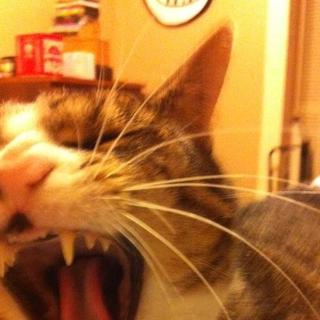 Sally yawned.